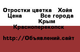 Отростки цветка  “Хойя“ › Цена ­ 300 - Все города  »    . Крым,Красноперекопск